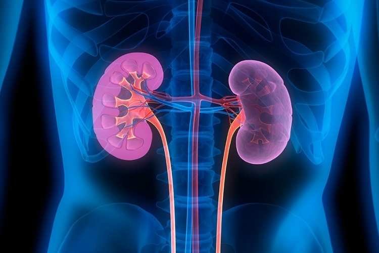 Revivicor Breaks Ground in Xenotransplantation, Achieving Two Months of Stable Function in a Genetically Engineered Kidney