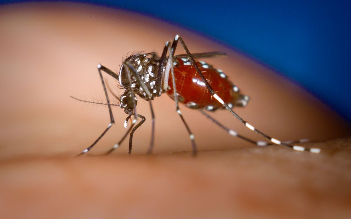 J&J’s dengue pill prevents infection in trial